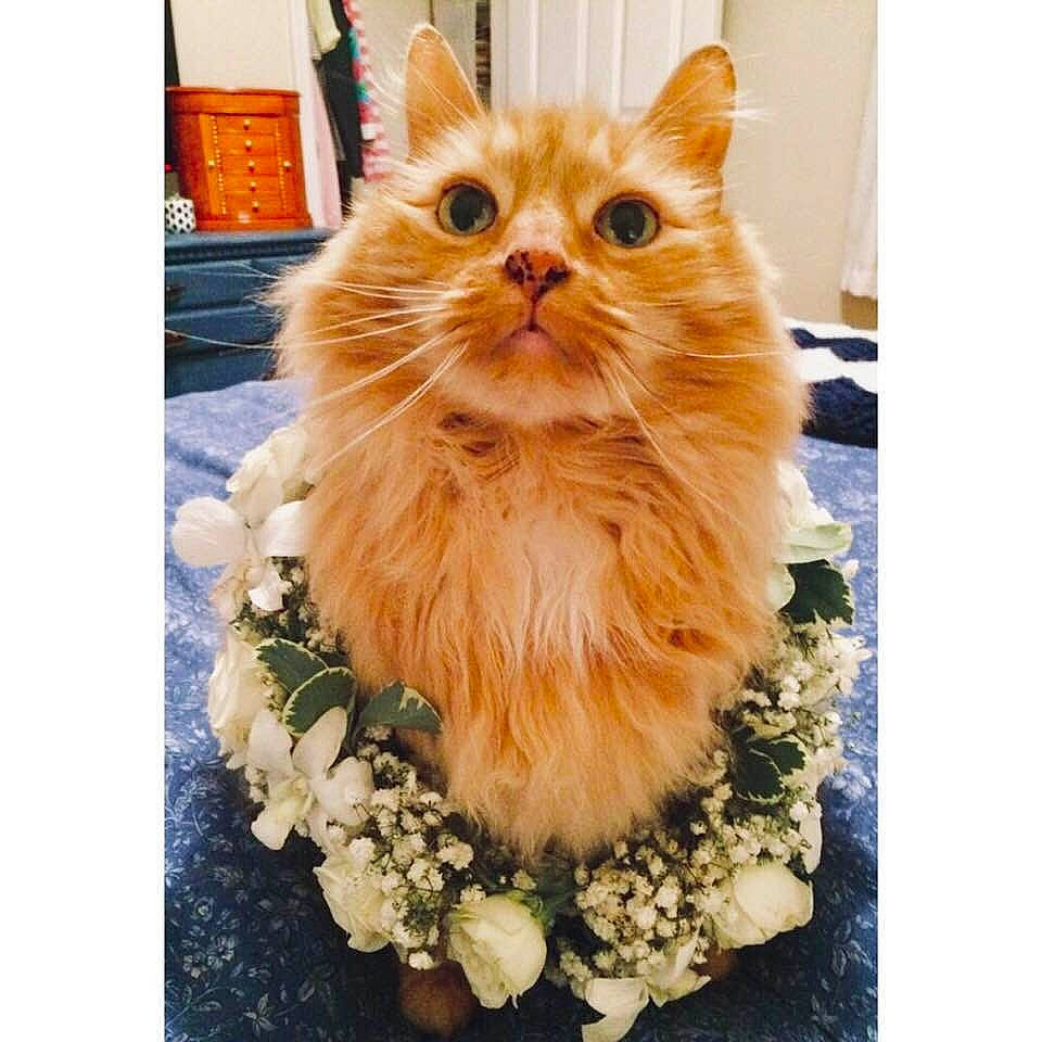 Henri joined the competition — help win amazing prizes! carnivore, cat, domestic_long_haired_cat, fawn, felidae, flower, fur, kitten, maine_coon, munchkin, napoleon_cat, norwegian_forest_cat, persian, plant, ragamuffin, small_to_medium_sized_cats, tabby_cat, whiskers