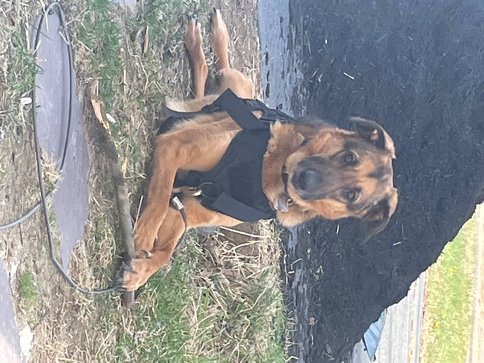 Opie joined the competition — help win amazing prizes! canidae, carnivore, dog, dog_breed, fawn, grass, guard_dog, hunting_dog, liver, pet_supply, plant, snout, sporting_group, terrestrial_animal, tree, trunk, wood, working_animal, working_dog