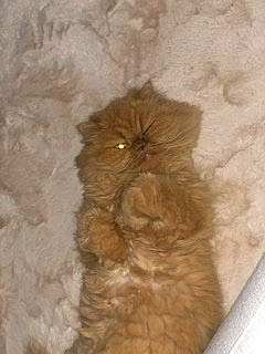 Lyly a rejoint le concours — aidez-le/la à gagner de superbes lots ! brown, canidae, carnivore, cat, companion_dog, dog_breed, fawn, felidae, flooring, fur, liver, small_to_medium_sized_cats, snout, sporting_group, tail, terrestrial_animal, toy_dog, whiskers, wood, working_animal