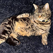 Feline participe au concours pour gagner de l'argent avec cette photo : cat, tabby, pet, animal, feline, fur, striped, collar, paws, relaxed, indoor, carpet, fluffy, whiskers, ears, cute, domestic, mammal, resting, closeup
