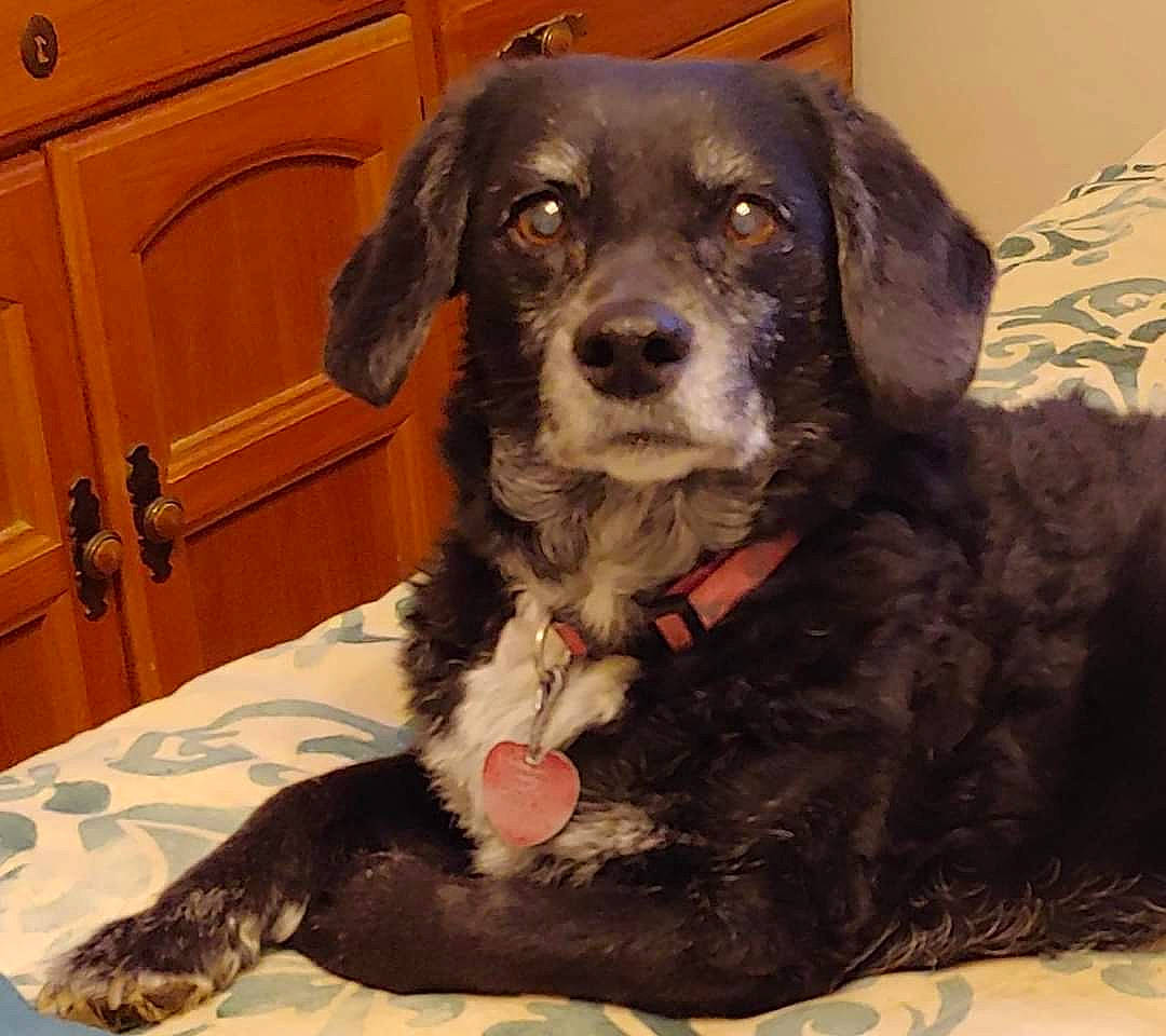 Angel is registered to the contest to win money with this photo: borador, cabinetry, canidae, carnivore, collar, comfort, companion_dog, cupboard, dog, dog_breed, dog_collar, drawer, fawn, fur, liver, puppy, snout, sporting_group, whiskers, working_animal