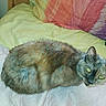 animal, bed, blanket, cat, closeup, comfort, cozy, feline, fur, green_eyes, indoor, looking, pet, pillow, pink, purple, resting, sleepy, tortoiseshell, yellow