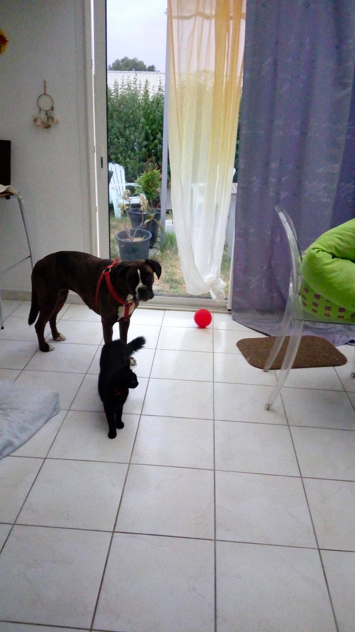 Elya participe au concours pour gagner de l'argent avec cette photo : canidae, carnivore, dog, dog_breed, fawn, floor, flooring, french_bulldog, guard_dog, labrador_retriever, non_sporting_group, patterdale_terrier, pit_bull, sporting_group, tile