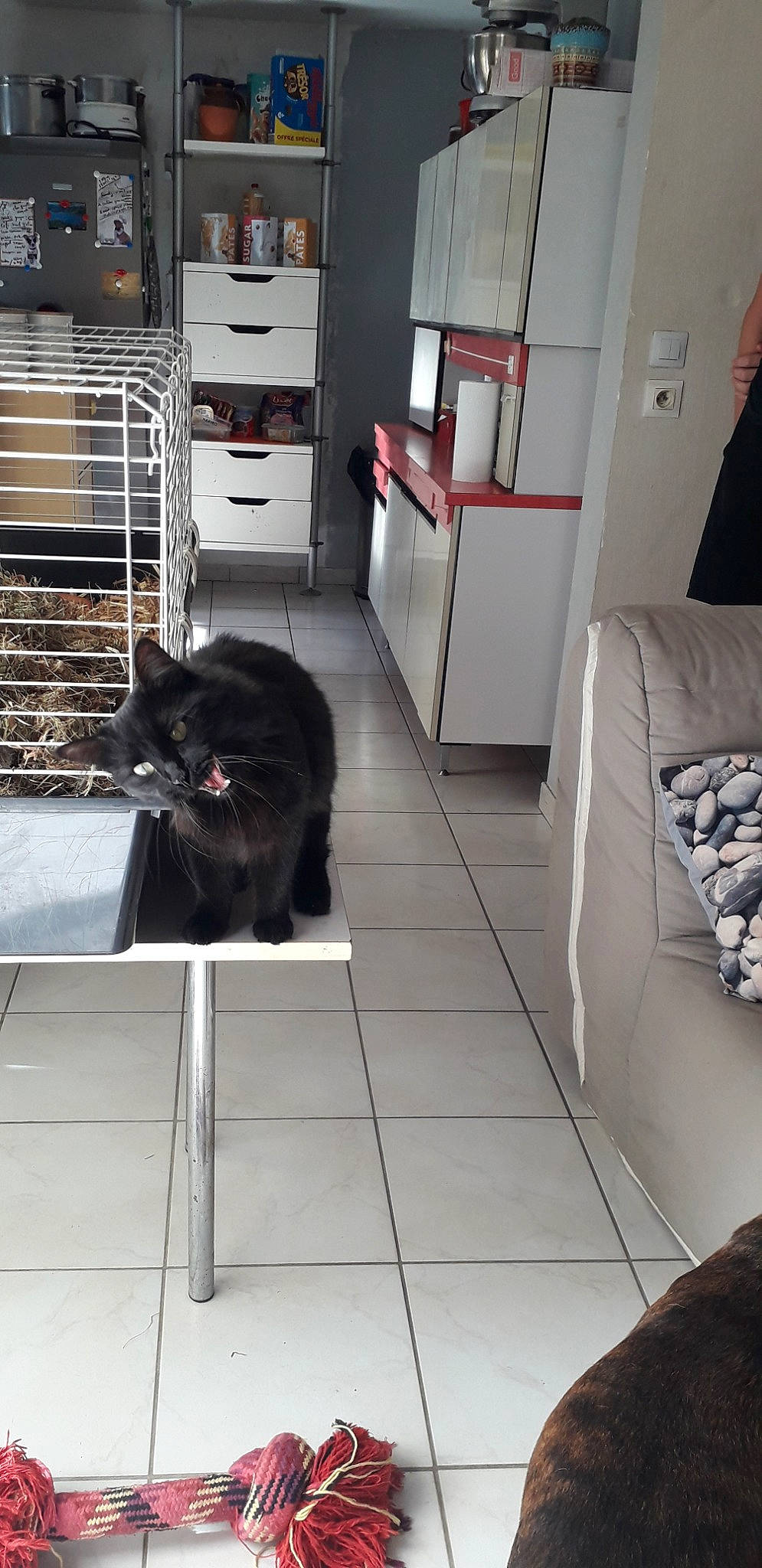 Maya a rejoint le concours — aidez-le/la à gagner de superbes lots ! black, black_cat, carnivore, cat, door, felidae, floor, flooring, fur, furniture, house, interior_design, room, small_to_medium_sized_cats, tile, whiskers