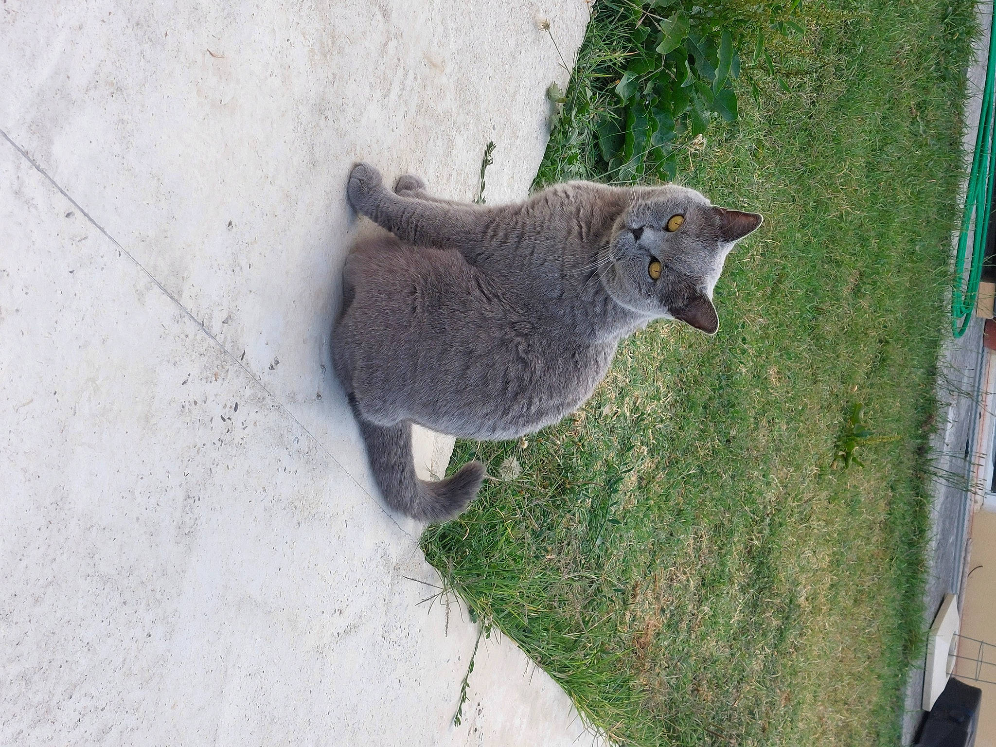 Julius participe au concours pour gagner de l'argent avec cette photo : art, carnivore, cat, domestic_short_haired_cat, fawn, felidae, fox_squirrel, grass, grey, groundcover, koala, marsupial, plant, small_to_medium_sized_cats, snout, tail, terrestrial_animal, tree, trunk, whiskers