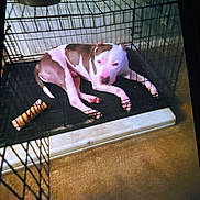 Zareb joined the competition — help win amazing prizes! dog, pitbull, crate, wire_crate, kennel, metal_bowl, chew_toy, carpet, indoor, pet, resting, lying_down, white_and_brown, nose, paws, pet_bed, closeup, corner, caged, sleepy