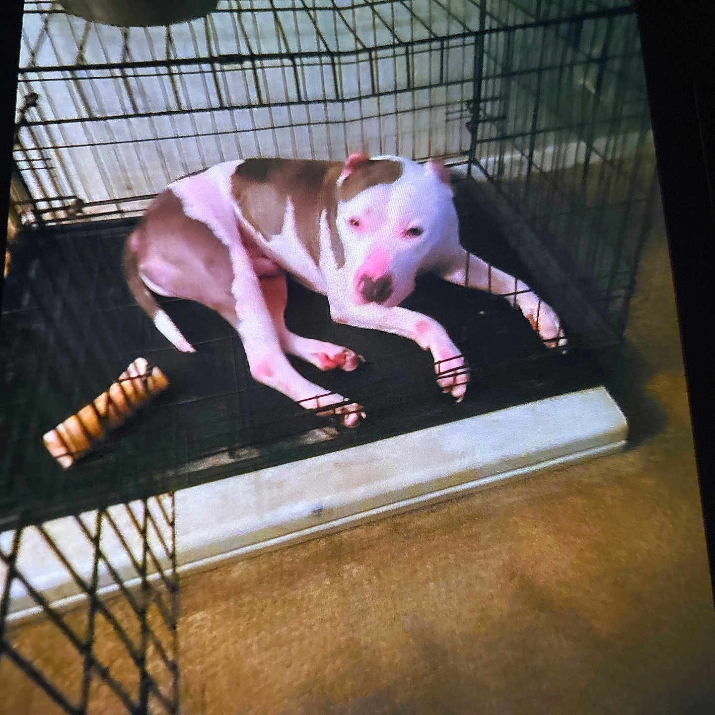 Zareb joined the competition — help win amazing prizes! caged, carpet, chew_toy, closeup, corner, crate, dog, indoor, kennel, lying_down, metal_bowl, nose, paws, pet, pet_bed, pitbull, resting, sleepy, white_and_brown, wire_crate