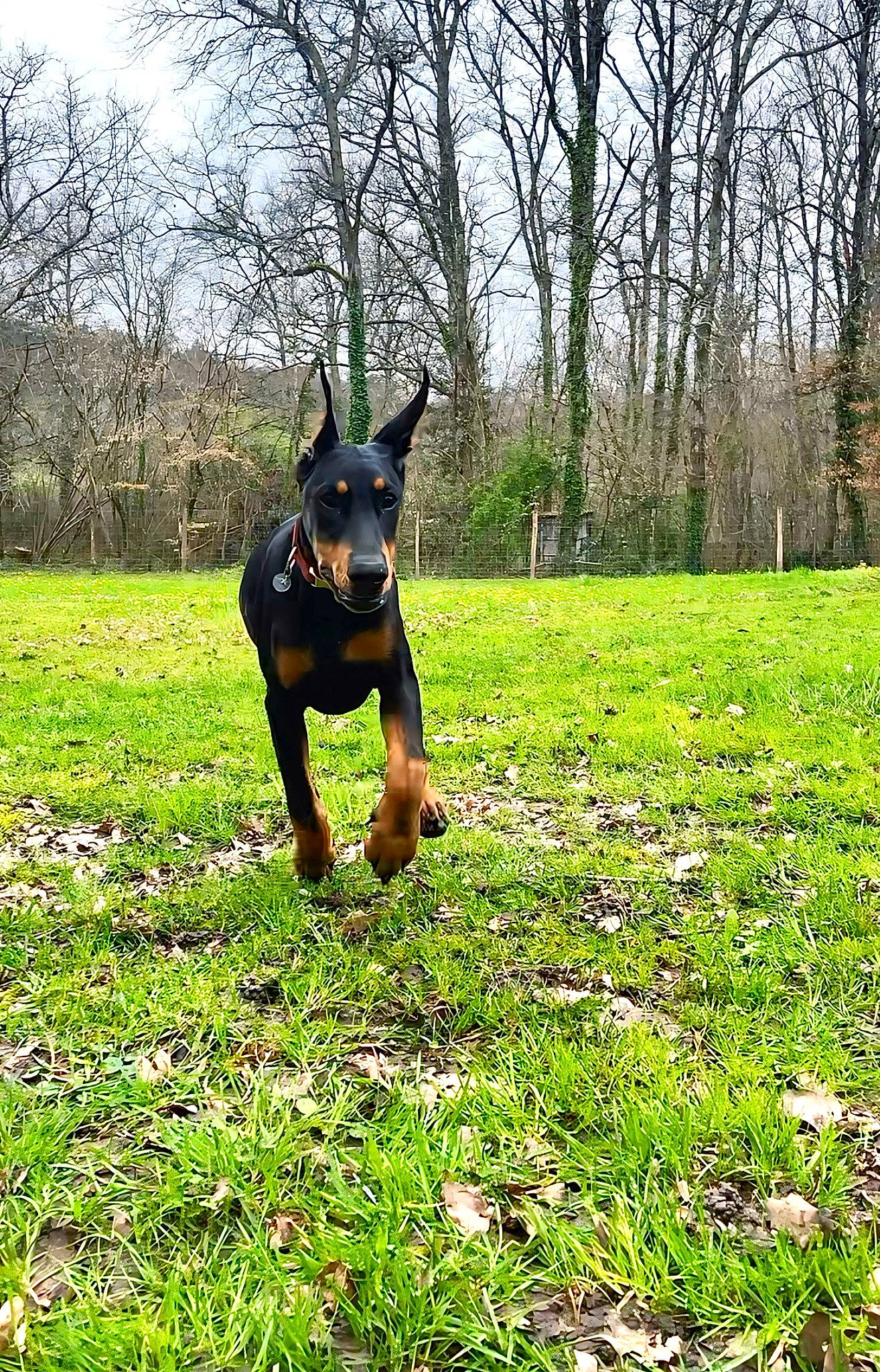 Onyx a rejoint le concours — aidez-le/la à gagner de superbes lots ! carnivore, companion_dog, dobermann, dog, dog_breed, field, grass, grassland, groundcover, happy, landscape, meadow, natural_landscape, people_in_nature, plant, shrub, sky, terrestrial_plant, tree, working_animal