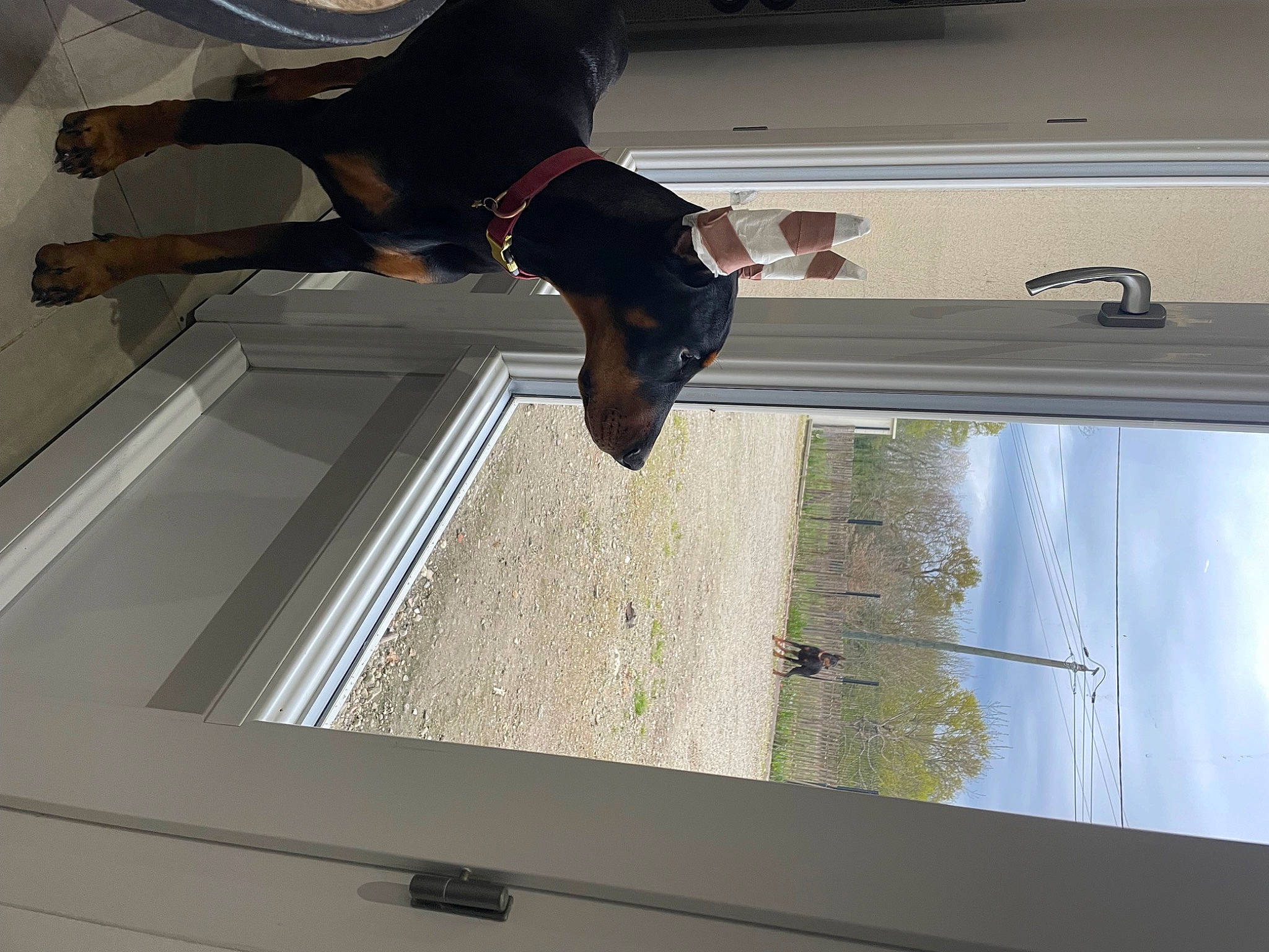 Onyx participe au concours pour gagner de l'argent avec cette photo : composite_material, dog, door, elbow, fixture, glass, line, recreation, rectangle, stairs, tints_and_shades, vehicle_door, window