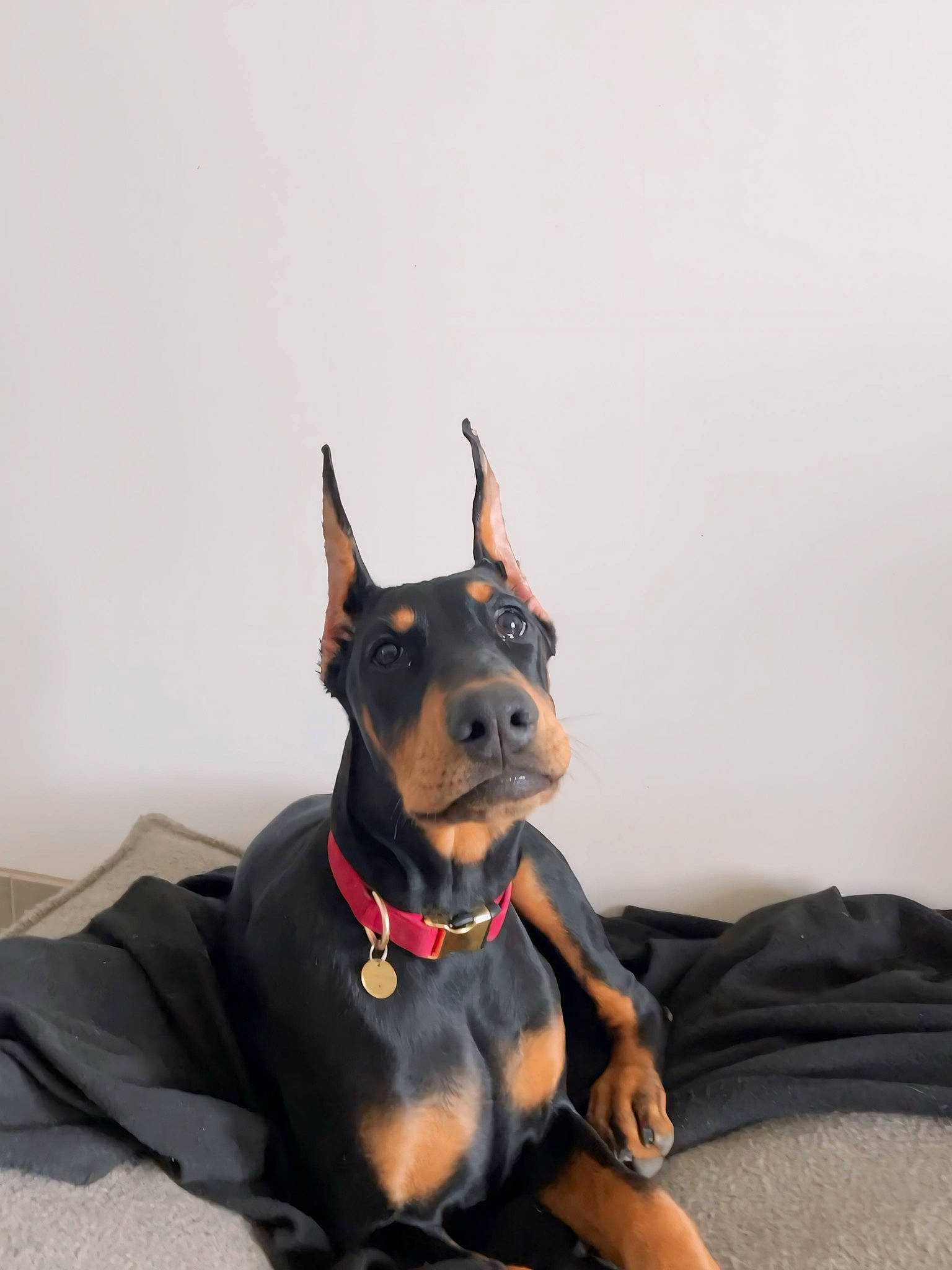 Onyx participe au concours pour gagner de l'argent avec cette photo : canidae, carnivore, collar, companion_dog, dog, dog_breed, dog_collar, dog_supply, ear, fawn, fur, guard_dog, non_sporting_group, pinscher, prazsky_krysarik, sporting_group, toy_dog, whiskers, working_animal, working_dog