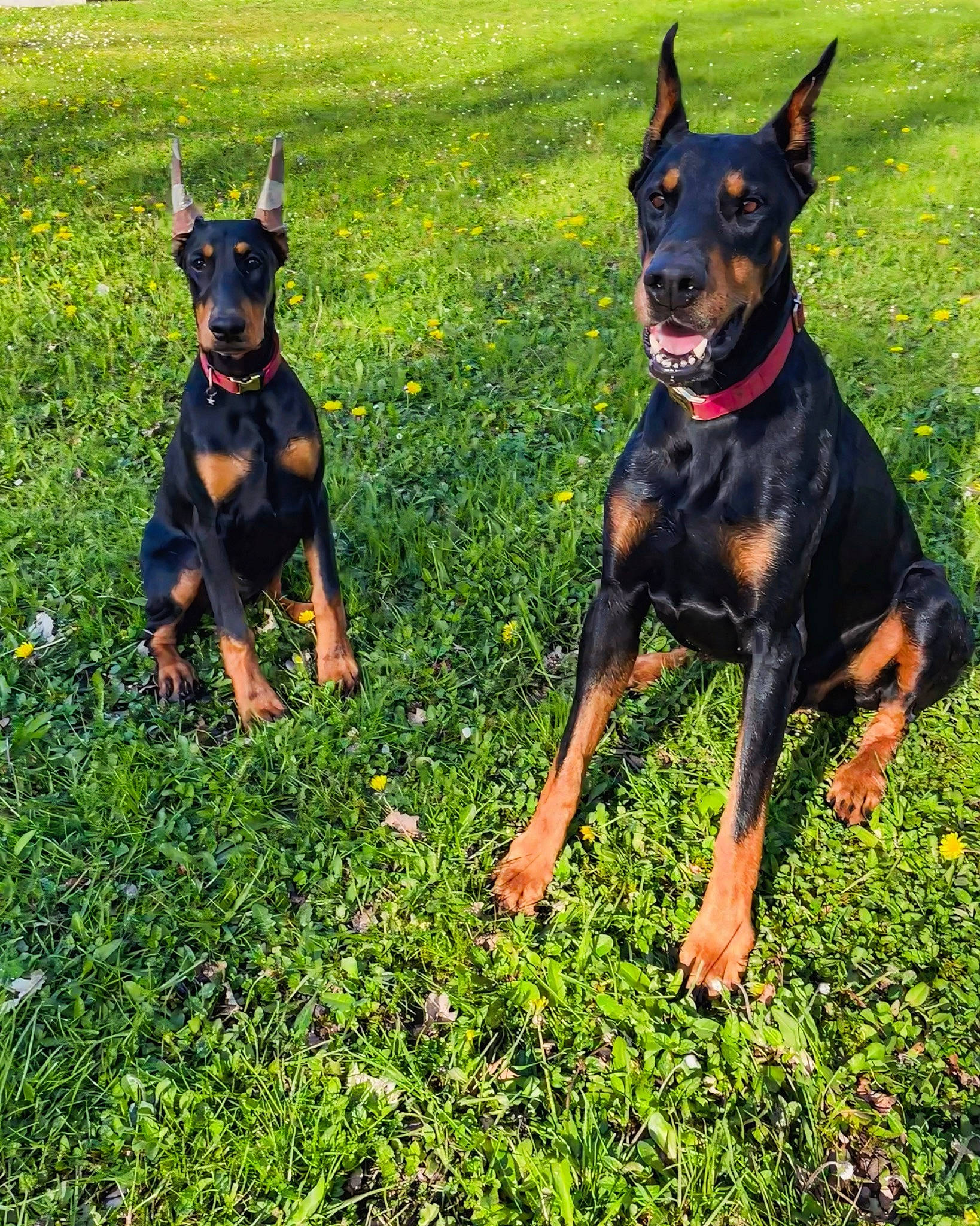 Onyx a rejoint le concours — aidez-le/la à gagner de superbes lots ! ancient_dog_breeds, biting, canidae, carnivore, collar, companion_dog, dobermann, dog, dog_breed, dog_supply, fawn, grass, green, guard_dog, hunting_dog, sharing, sporting_group, working_animal, working_dog