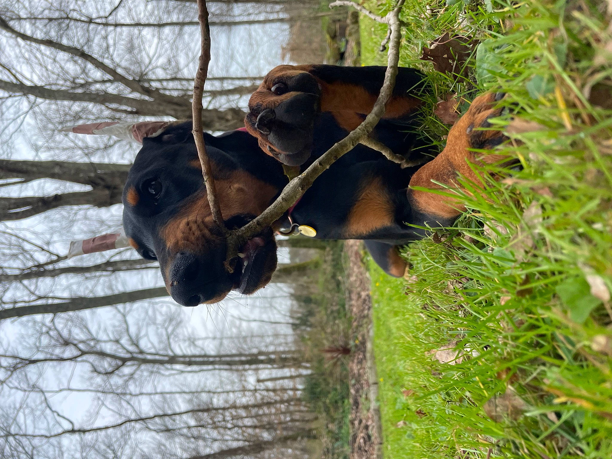 Onyx participe au concours pour gagner de l'argent avec cette photo : bison, bovine, fur, grass, liver, natural_material, orangutan, pack_animal, plant, sky, snout, sporting_group, terrestrial_animal, tree, trunk, twig, wildlife, wood, working_animal, zoo