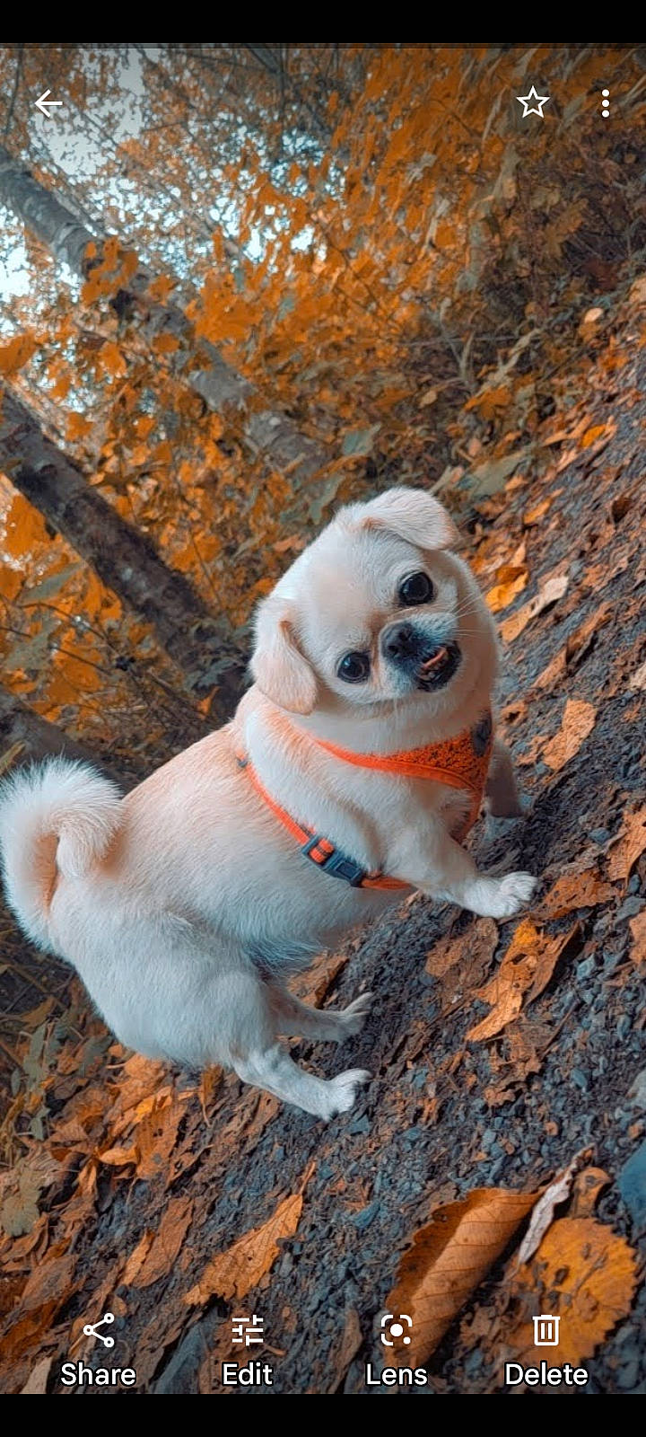 Molly is registered to the contest to win money with this photo: adventure, canidae, carnivore, collar, companion_dog, dog, dog_breed, dog_collar, dog_supply, fawn, fur, non_sporting_group, pet_supply, plant, snout, sporting_group, tail, tree, wood, working_animal