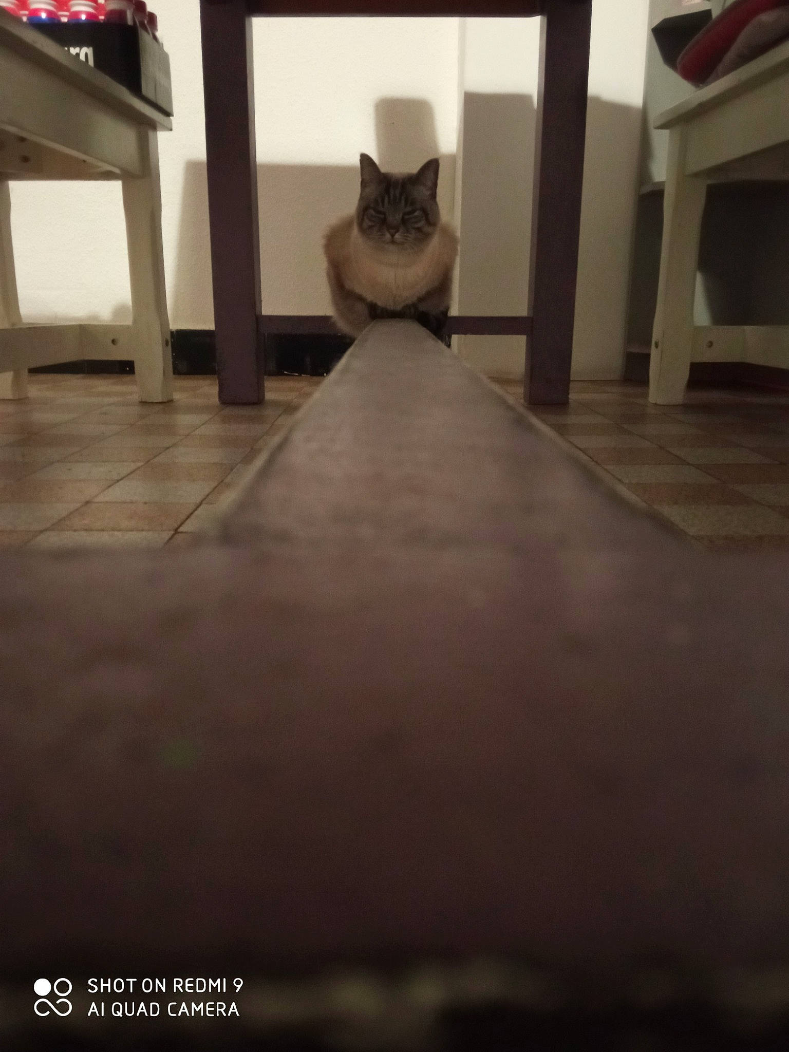 Féline participe au concours pour gagner de l'argent avec cette photo : carpet, felidae, floor, flooring, glass, grey, hardwood, human_leg, laminate_flooring, metal, plywood, road_surface, room, shade, shadow, symmetry, tints_and_shades, wood, wood_flooring, wood_stain