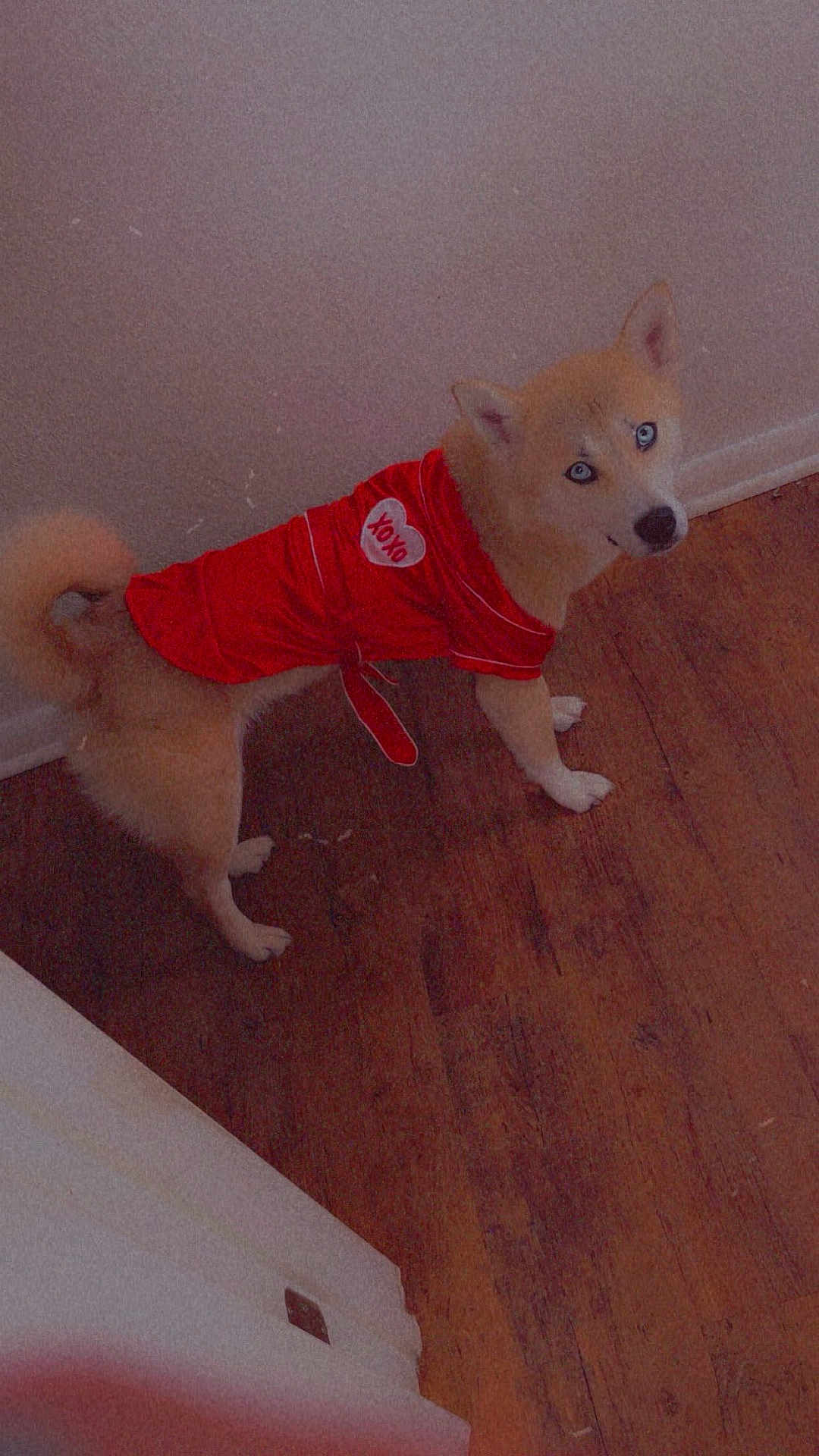Muffin is registered to the contest to win money with this photo: dog, blue_eyes, red_outfit, heart_patch, xoxo, wooden_floor, indoor, pet, fluffy, curious, standing, canine, fur, animal, looking_back, cute, costume, domestic_animal, ears, tail