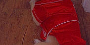 Muffin is registered to the contest to win money with this photo: dog, blue_eyes, red_outfit, wooden_floor, pet, animal, canine, fur, indoor, laying_down, looking_back, cute, domestic_animal, mammal, ears, tail, paws, portrait, costume, expression