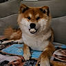 Vaiko participe au concours pour gagner de l'argent avec cette photo : dog, couch, blanket, indoor, pet, shiba_inu, fur, treat, animal, cozy, resting, canine, paws, ears, snout, companion, home, relaxed, cute, portrait