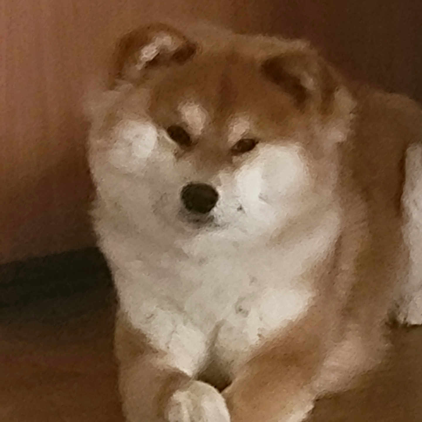 Vaiko participe au concours pour gagner de l'argent avec cette photo : dog, animal, pet, indoor, brown, white, fur, paws, crossed_paws, relaxed, portrait, mammal, canine, companion, cute, fluffy, resting, home, floor, face