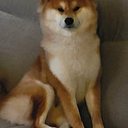Vaiko a rejoint le concours — aidez-le/la à gagner de superbes lots ! dog, shiba_inu, pet, sitting, indoor, couch, fur, canine, animal, brown, white, paw, face, ears, snout, relaxed, companion, furniture, portrait, cute