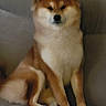 dog, shiba_inu, pet, sitting, indoor, couch, fur, canine, animal, brown, white, paw, face, ears, snout, relaxed, companion, furniture, portrait, cute