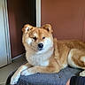 dog, shiba_inu, indoor, pet, animal, fur, relaxed, towel, brown, white, face, ears, paw, floor, doorway, wall, calm, resting, portrait, home