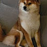 Vaiko a rejoint le concours — aidez-le/la à gagner de superbes lots ! dog, shiba_inu, sitting, couch, indoor, pet, fur, canine, animal, relaxed, brown, white, paw, face, ears, snout, companion, furniture, domestic, cute