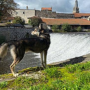 Terio a rejoint le concours — aidez-le/la à gagner de superbes lots ! animal, backpack, building, church_steeple, clouds, daytime, dog, grass, landscape, moss, nature, outdoor, river, roof, scenic, sky, stone_wall, tree, village, waterfall
