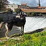 animal, backpack, building, church_steeple, clouds, daytime, dog, grass, landscape, moss, nature, outdoor, river, roof, scenic, sky, stone_wall, tree, village, waterfall