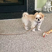 Talya is registered to the contest to win money with this photo: animal, brown_patches, carpet, ceramic_statue, collar, dalmatian, dog, fireplace, floor, fluffy, home, indoor, leash, living_room, pet, portrait, rope_toy, small_dog, standing, white_dog