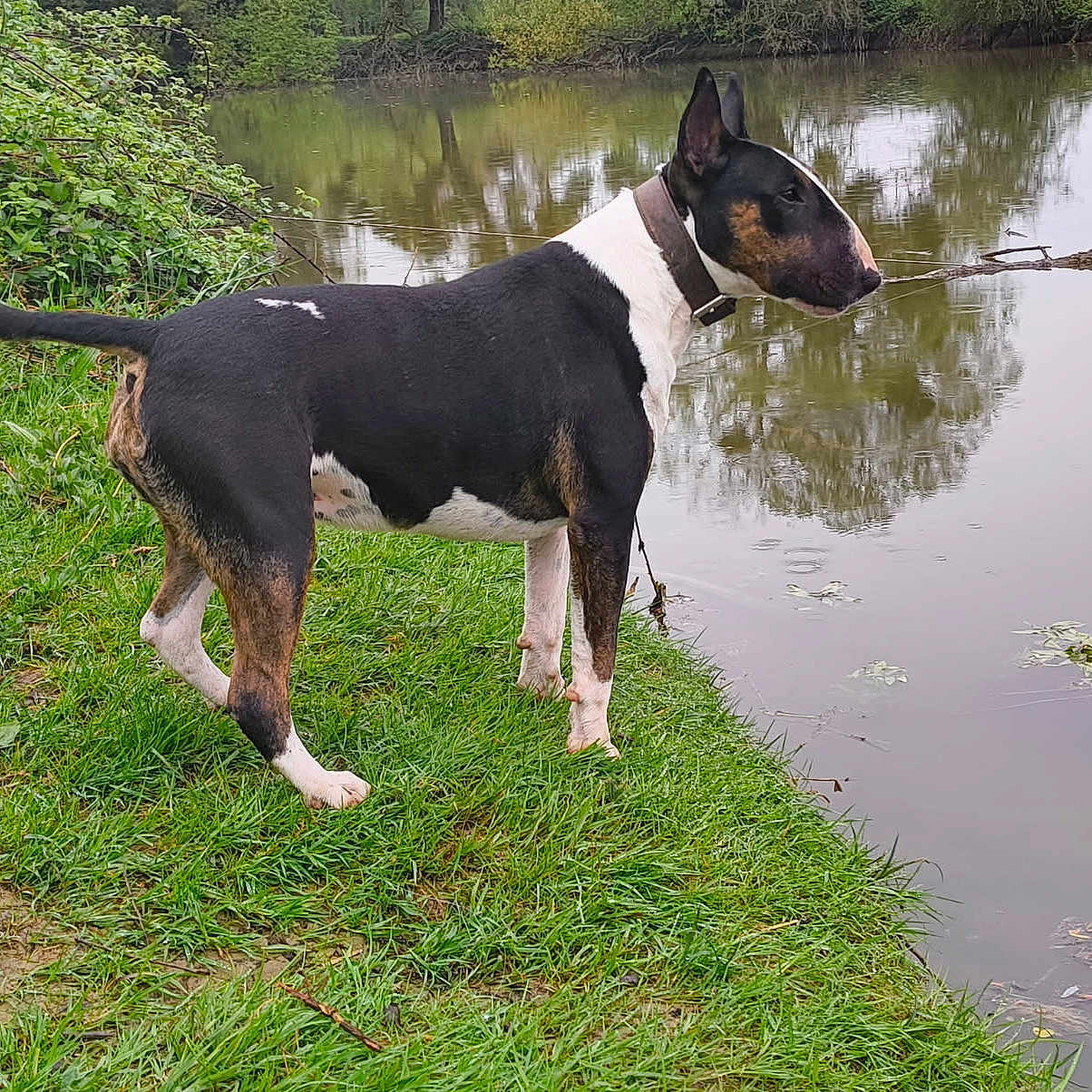 U Black a rejoint le concours — aidez-le/la à gagner de superbes lots ! animal, bostonbull, bulldog, canine, dog, grass, green, lake, nature, oars, outdoors, pet, plant, pointer, pond, puppy, terrier, tree, vegetation, water