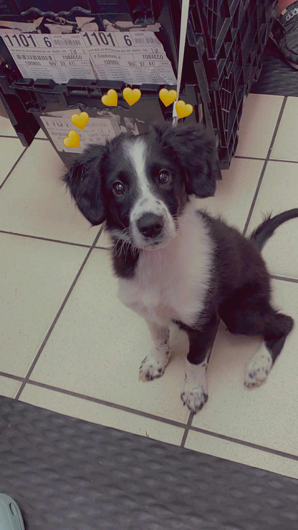 Loki