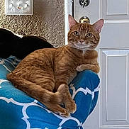 Pnut is registered to the contest to win money with this photo: animal, blue_cushion, cat, cozy, cushion, cute, domestic, feline, fur, ginger_cat, home, indoor, light_switch, paw, pet, portrait, relaxed, resting, tabby, white_door