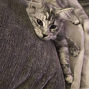 Alba participe au concours pour gagner de l'argent avec cette photo : cat, kitten, gray_tabby, pillow, blanket, feline, pet, cute, sleepy, fur, whiskers, indoor, cozy, relaxed, domestic_animal, animal, soft_texture, resting, closeup, laying_down