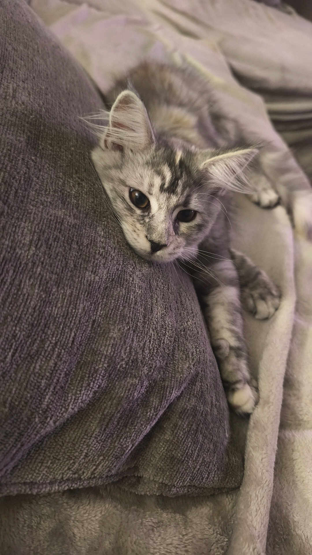 Alba
