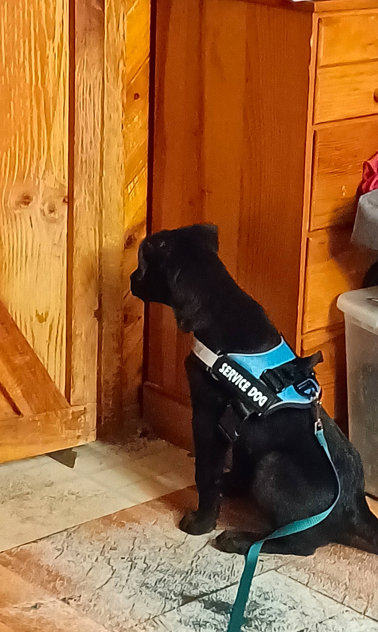 Ringo joined the competition — help win amazing prizes! box, carnivore, comfort, door, electric_blue, floor, flooring, hardwood, human_leg, knee, metal, personal_protective_equipment, sporting_group, sportswear, tail, thigh, tints_and_shades, waist, wood, wood_stain