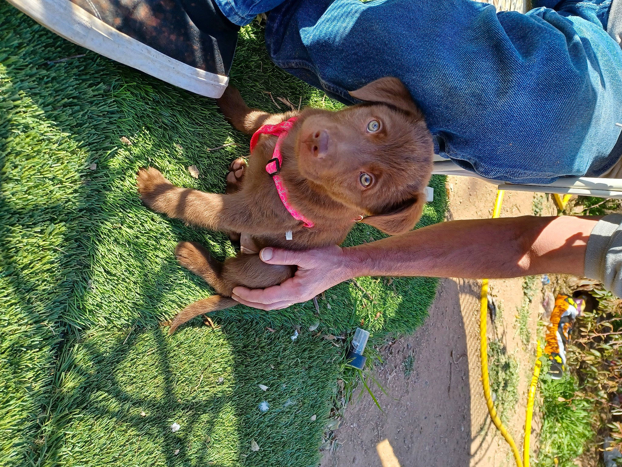 Queen is registered to the contest to win money with this photo: adventure, canidae, carnivore, collar, dog, dog_breed, fawn, fun, grass, hat, leash, leisure, plant, recreation, smile, soil, sporting_group, working_animal