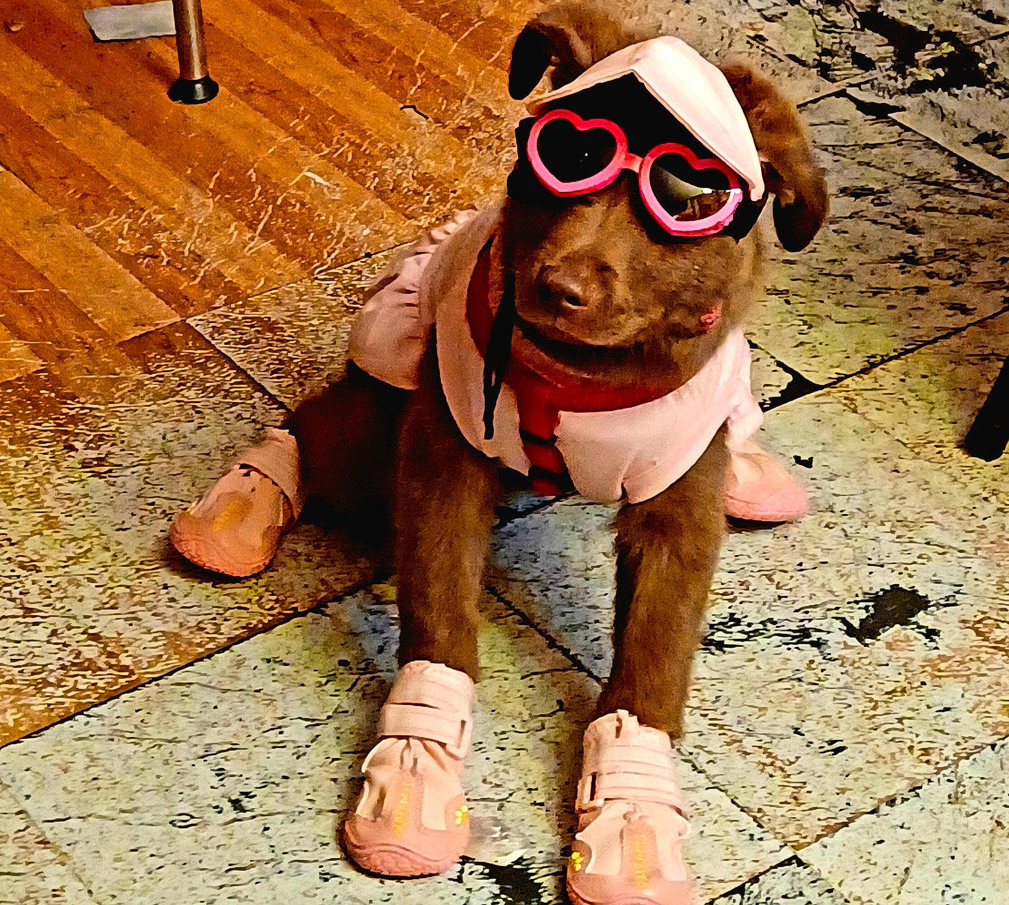 Queen joined the competition — help win amazing prizes! carnivore, companion_dog, cool, dog, dog_breed, eyewear, fawn, glasses, goggles, happy, hat, shoe, shorts, snout, sportswear, sunglasses, t_shirt, thigh, vision_care, wood