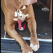 Clyde is registered to the contest to win money with this photo: animal, brown_dog, calm, canine, carpet, collar, companion, dog, fur, leash, outdoor, paws, pet, resting, side_view, tag, transport, vehicle, waiting, white_markings