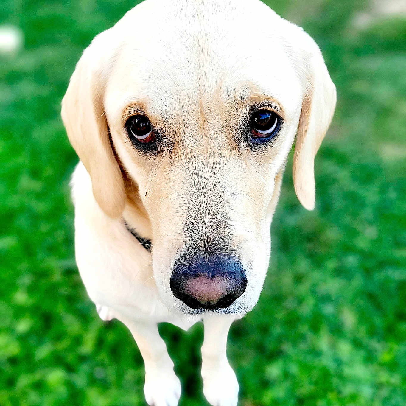 Roxy participe au concours pour gagner de l'argent avec cette photo : animal, beagle, canine, dog, goldenretriever, grass, hound, labradorretriever, lawn, pet, plant, pointer, puppy, snout, whitedog