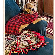 Apollo joined the competition — help win amazing prizes! dog, pet, red_shirt, couch, blanket, bird_pattern, indoor, home, furniture, carpet, wooden_floor, relaxed, looking_back, cozy, plaid, canine, domestic_animal, fur, resting, animal