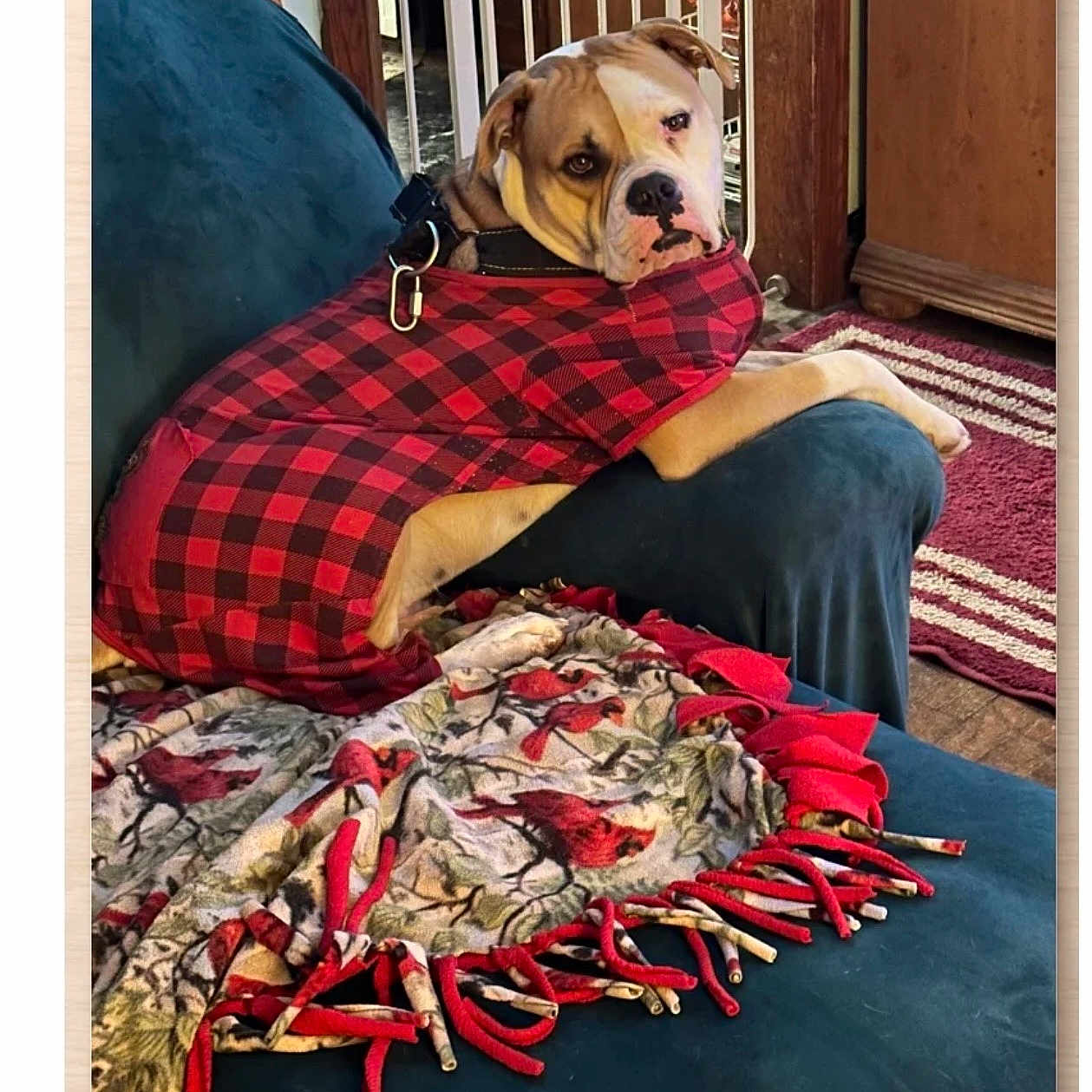 Apollo joined the competition — help win amazing prizes! dog, pet, red_shirt, couch, blanket, bird_pattern, indoor, home, furniture, carpet, wooden_floor, relaxed, looking_back, cozy, plaid, canine, domestic_animal, fur, resting, animal