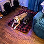 animal, black_dog, blanket, brown_dog, collar, cozy, crate, curtain, dog, dog_bed, floor, furniture, home, indoor, leash, living_room, pet, relaxed, resting, wood_floor