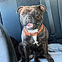 dog, brindle_coat, collar, orange_collar, pet, canine, car_interior, backseat, seatbelt, blanket, smiling, sitting, happy, animal, domestic_animal, fur, paw, tongue, mouth_open, ears