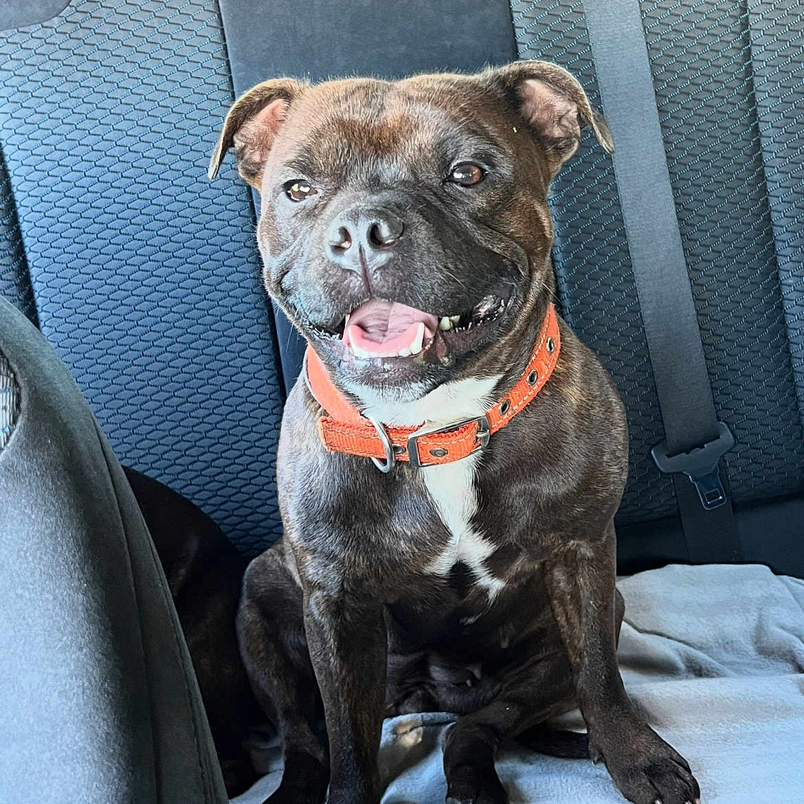 Urika Gremy participe au concours pour gagner de l'argent avec cette photo : animal, backseat, blanket, brindle_coat, canine, car_interior, collar, dog, domestic_animal, ears, fur, happy, mouth_open, orange_collar, paw, pet, seatbelt, sitting, smiling, tongue
