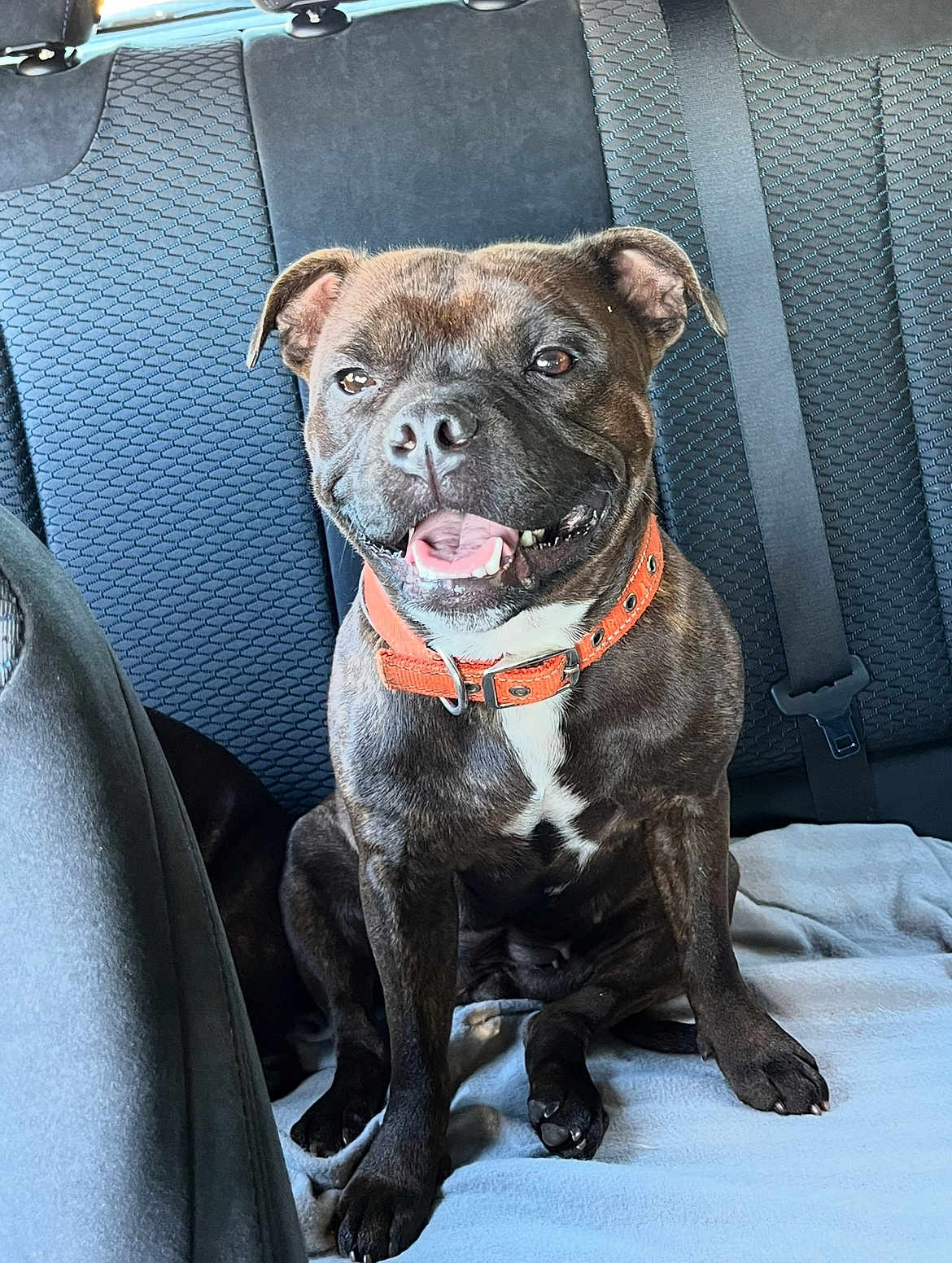 Urika Gremy participe au concours pour gagner de l'argent avec cette photo : dog, brindle_coat, collar, orange_collar, pet, canine, car_interior, backseat, seatbelt, blanket, smiling, sitting, happy, animal, domestic_animal, fur, paw, tongue, mouth_open, ears