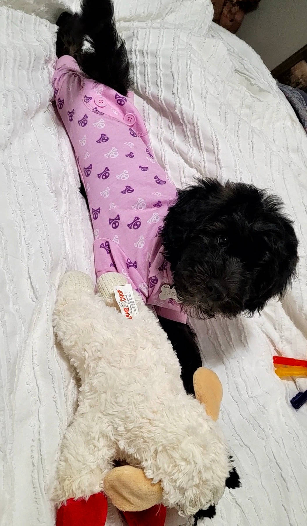 Sable is registered to the contest to win money with this photo: carnivore, comfort, companion_dog, dog, dog_breed, dog_clothes, dog_collar, dog_supply, fur, linens, magenta, pattern, pet_supply, pink, sporting_group, terrier, toy, toy_dog, water_dog, white
