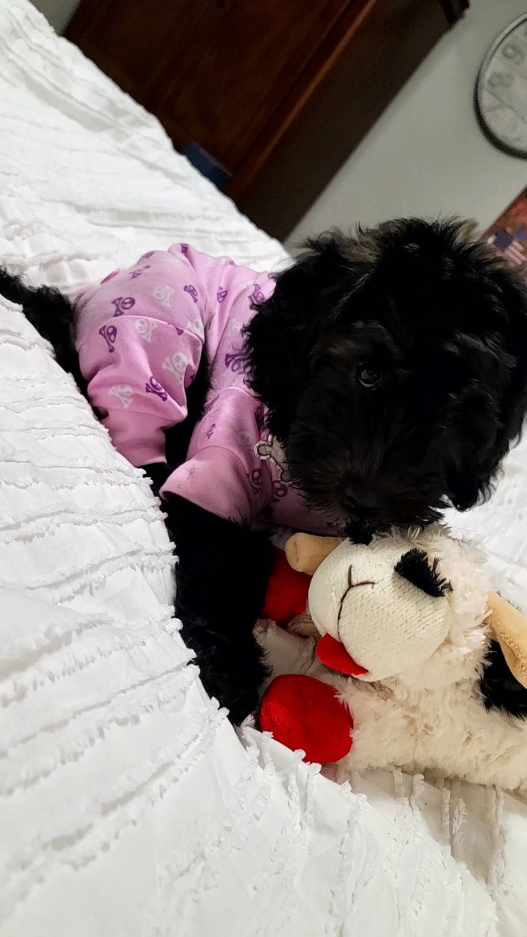 Sable joined the competition — help win amazing prizes! canidae, carnivore, clock, comfort, companion_dog, dog, dog_breed, dog_clothes, dog_supply, fur, linens, magenta, pet_supply, pink, plush, purple, sporting_group, stuffed_toy, toy, toy_dog