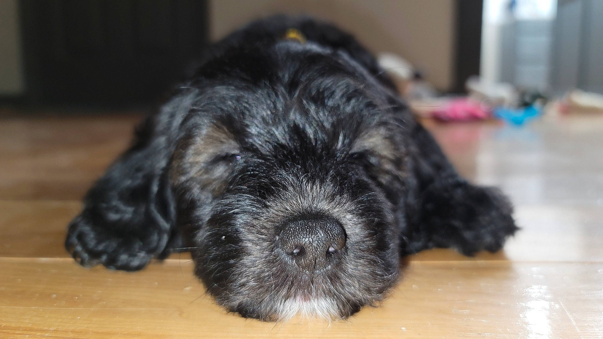 Sable joined the competition — help win amazing prizes! canidae, carnivore, claw, comfort, companion_dog, dog, dog_breed, fawn, flooring, fur, liver, paw, snout, sporting_group, tail, terrestrial_animal, terrier, toy_dog, whiskers, working_animal