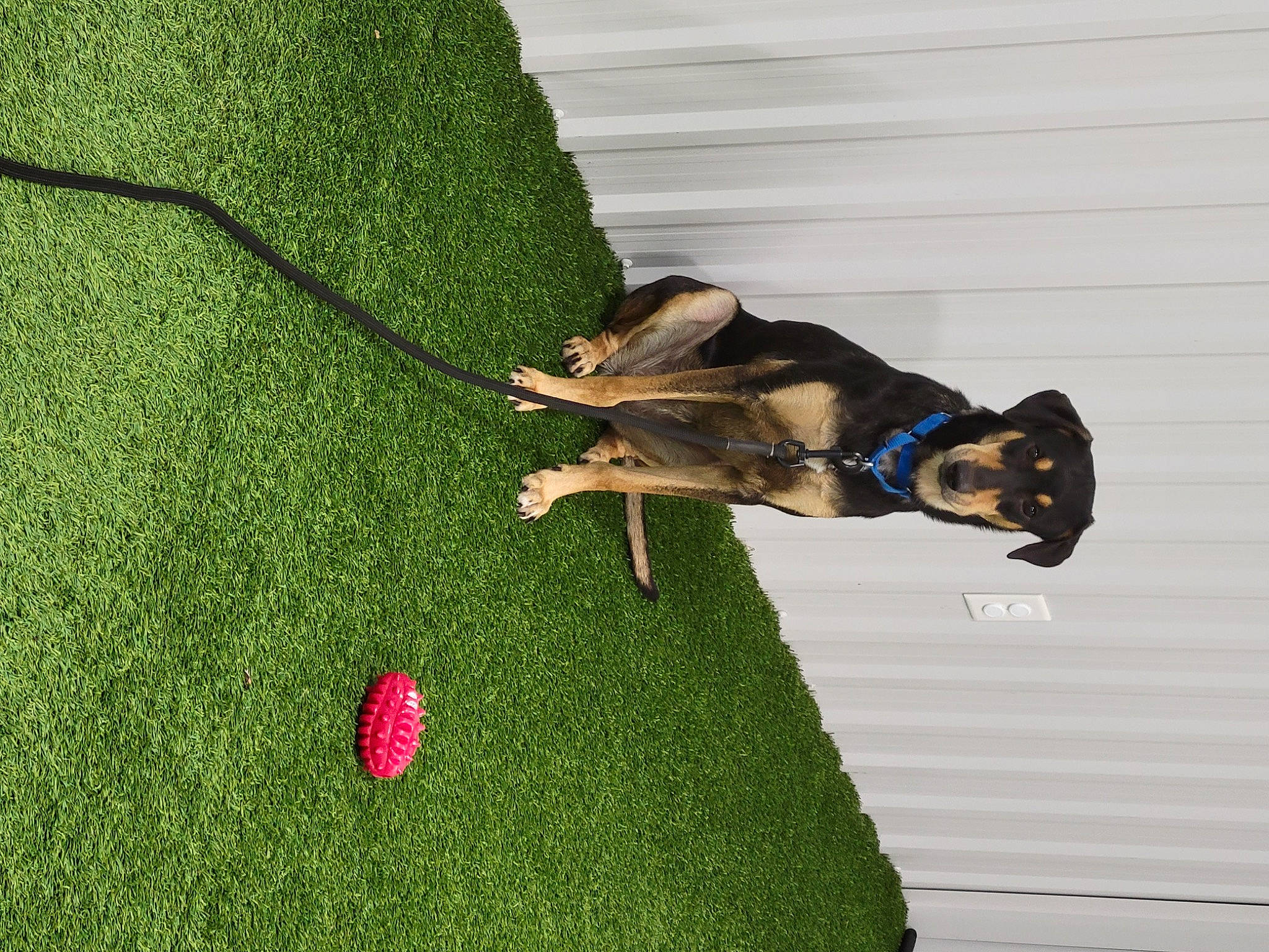 Harper joined the competition — help win amazing prizes! artificial_turf, ball, canidae, carnivore, companion_dog, dog, dog_breed, dog_supply, flooring, fun, grass, guard_dog, lawn, leash, people_in_nature, recreation, shadow, sporting_group, sports, tail