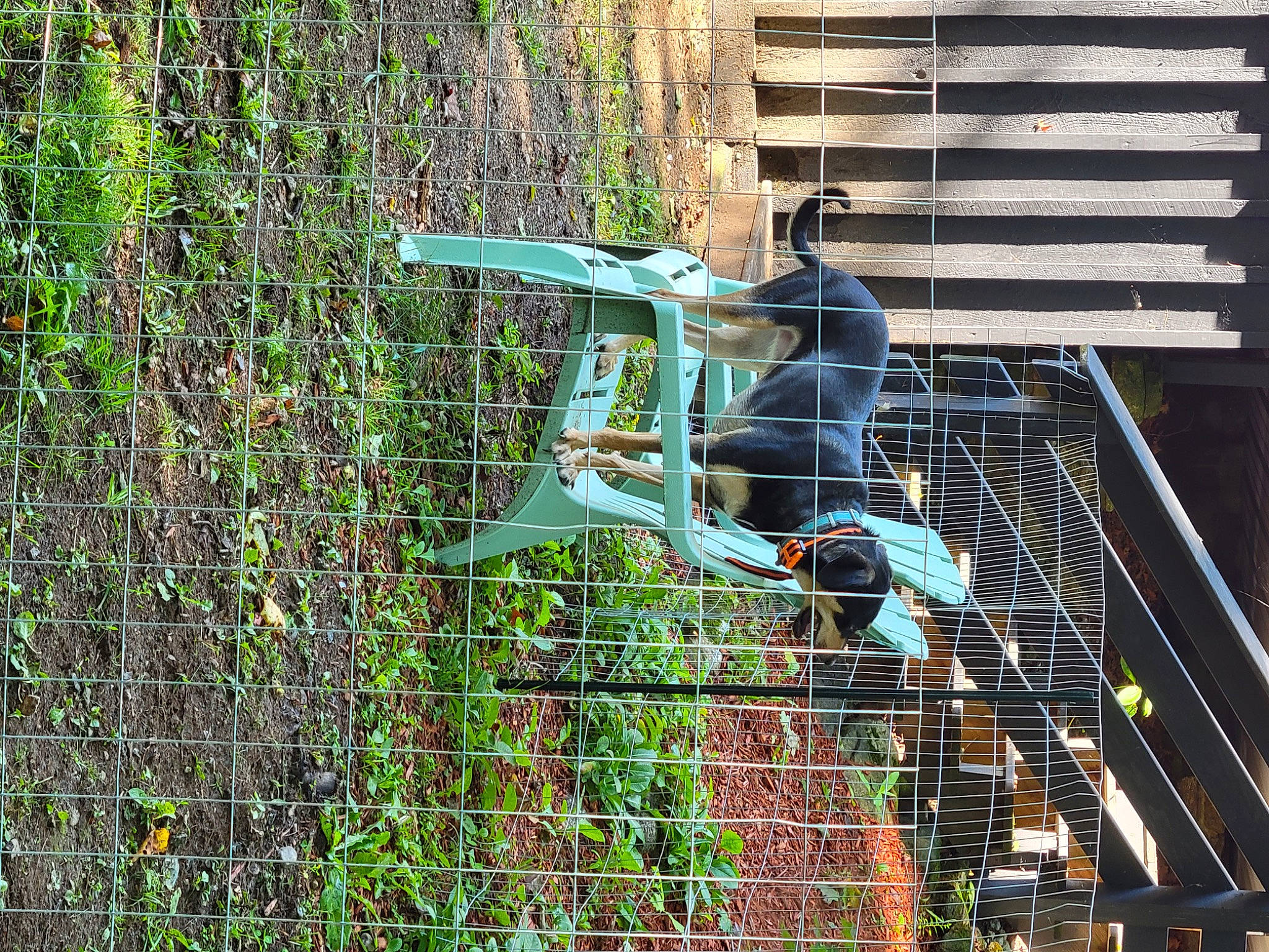 Harper joined the competition — help win amazing prizes! art, brickwork, extreme_sport, facade, grass, helmet, jungle, leisure, mesh, metal, motor_vehicle, net, plant, recreation, sculpture, shrub, tree, vehicle, visual_arts, wildlife